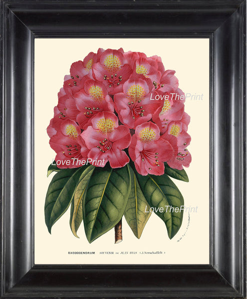 BOTANICAL PRINT HOUTTE  Art 198 Beautiful Pink Red Rhododendron Large Antique Flower Garden Plant Home Wall Decor Picture to Frame