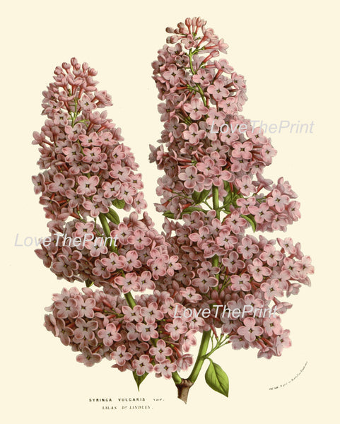 BOTANICAL PRINT HOUTTE  Art 207 Beautiful Purple Violet Lilac Antique Flower Tree Branch Garden Plant Home Wall Decor Picture to Frame
