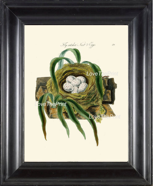BIRD EGGS  Art Print B1 Beautiful Antique Fly Catcher Bird Eggs Nest  Golden Brown Chart Decoration Wall Hanging