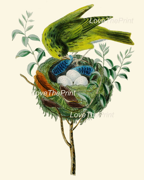 BIRD EGGS  Art Print B5 Beautiful Antique Yellow Canary Bird Eggs Nest Feather Decoration Wall Hanging Home Living Room Interior Design