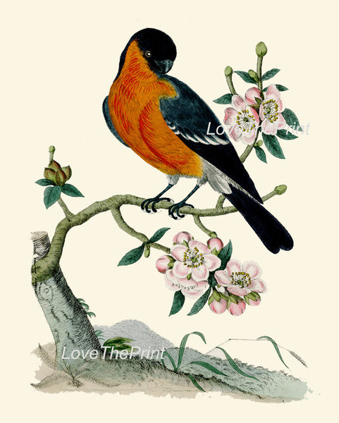 BIRD PRINT  Art B4 Beautiful Antique Bulfinch Nope Bird Tree Branch Flower Decoration Wall Hanging Home Living Room Interior Design