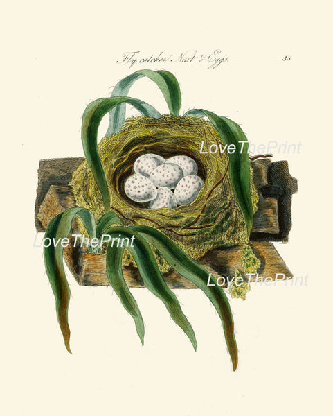 BIRD EGGS  Art Print B1 Beautiful Antique Fly Catcher Bird Eggs Nest  Golden Brown Chart Decoration Wall Hanging
