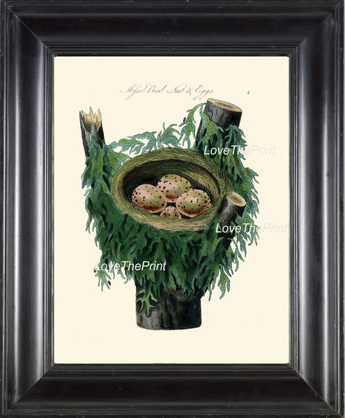 BIRD EGGS  Art Print B2 Beautiful Antique Missel Bird Eggs Nest  Golden Brown Chart Decoration Wall Hanging Living Room Interior Design