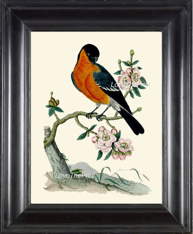 BIRD PRINT  Art B4 Beautiful Antique Bulfinch Nope Bird Tree Branch Flower Decoration Wall Hanging Home Living Room Interior Design