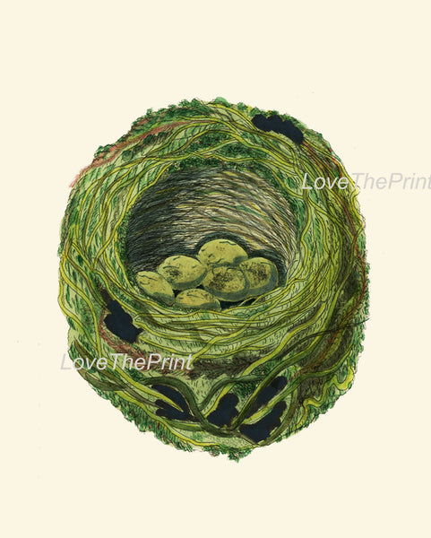 BIRD EGGS  Art Print B19 Beautiful Antique Sedge Bird Eggs Nest Decoration Wall Hanging Home Room Decor to Frame Nature Interior Design