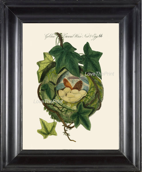 BIRD EGGS  Art Print B21 Beautiful Antique Golden Crowned Wren Bird Eggs Nest Decoration Home Room Decor to Frame Nature Interior Design