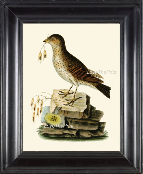 BIRD EGGS  Art Print B10 Beautiful Antique Bunting Bird Forest Nature Green Decoration Wall Hanging Home Living Room Interior Design