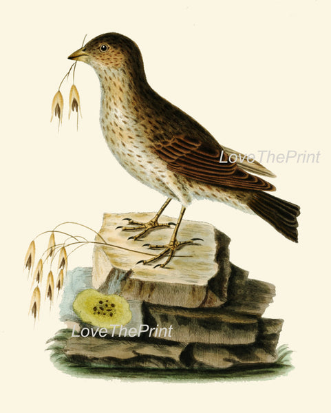 BIRD EGGS  Art Print B10 Beautiful Antique Bunting Bird Forest Nature Green Decoration Wall Hanging Home Living Room Interior Design