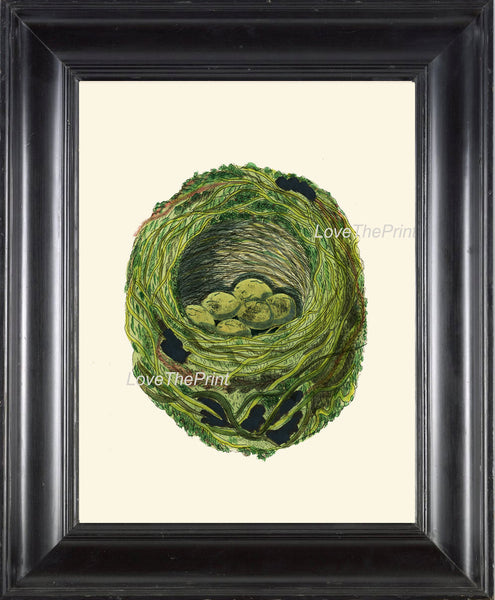BIRD EGGS  Art Print B19 Beautiful Antique Sedge Bird Eggs Nest Decoration Wall Hanging Home Room Decor to Frame Nature Interior Design