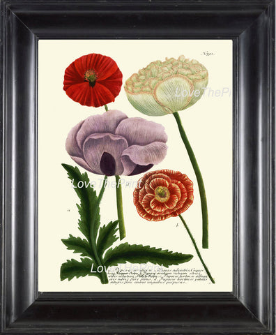 BOTANICAL PRINT  Art Print W42 Beautiful Red White Purple VIolet Poppy Antique Flowers Spring Summer Garden Plant Chart Nature to Frame