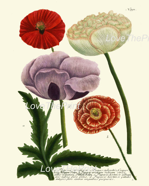 BOTANICAL PRINT  Art Print W42 Beautiful Red White Purple VIolet Poppy Antique Flowers Spring Summer Garden Plant Chart Nature to Frame