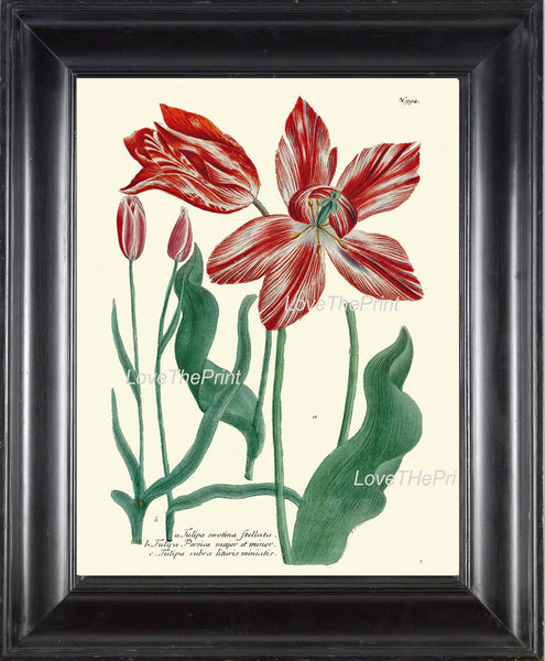 BOTANICAL PRINT Flower  Botanical Art Print W15 Beautiful Red Large Antique Tulip Flowers Garden Nature to Frame Home Room Wall Decor