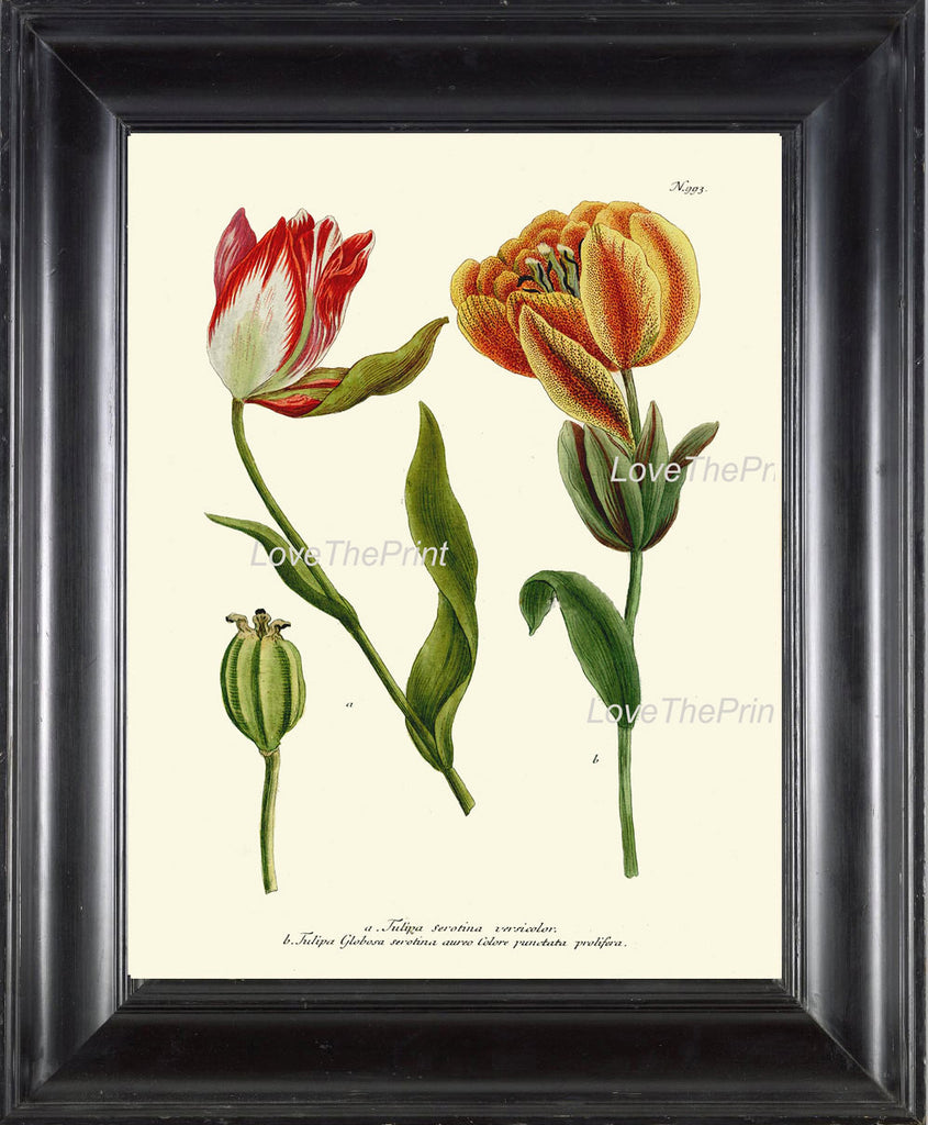 BOTANICAL PRINT Flower  Botanical Art Print W23 Beautiful Red Yellow Antique Tulip Flowers Garden Nature to Frame Home Room Wall Decor