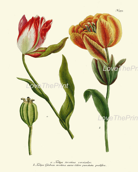 BOTANICAL PRINT Flower  Botanical Art Print W23 Beautiful Red Yellow Antique Tulip Flowers Garden Nature to Frame Home Room Wall Decor
