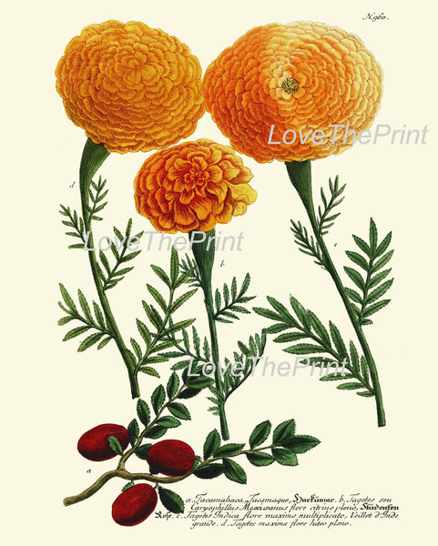 BOTANICAL PRINT  Art Print W3 Beautiful Antique Tagetes Marigolds Spring Summer Garden Plant Chart Nature to Frame Living Dining Room