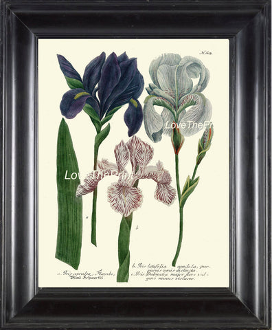 BOTANICAL PRINT  Art Print W7 Beautiful Blue White Pink Antique Iris Flowers Spring Summer Garden Plant Chart Nature to Frame Home