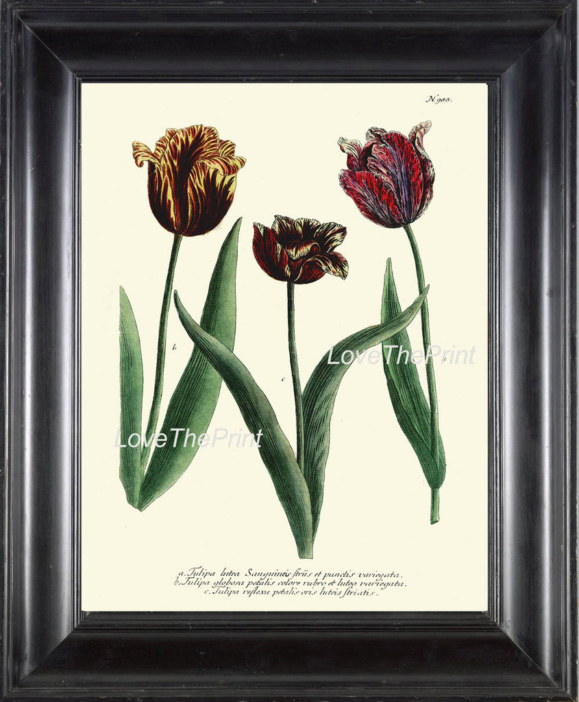 BOTANICAL PRINT  Art Print W27 Beautiful Antique Tulips Spring Summer Garden Plant Chart Nature to Frame Living Dining Room Home Decor