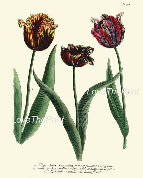 BOTANICAL PRINT  Art Print W27 Beautiful Antique Tulips Spring Summer Garden Plant Chart Nature to Frame Living Dining Room Home Decor