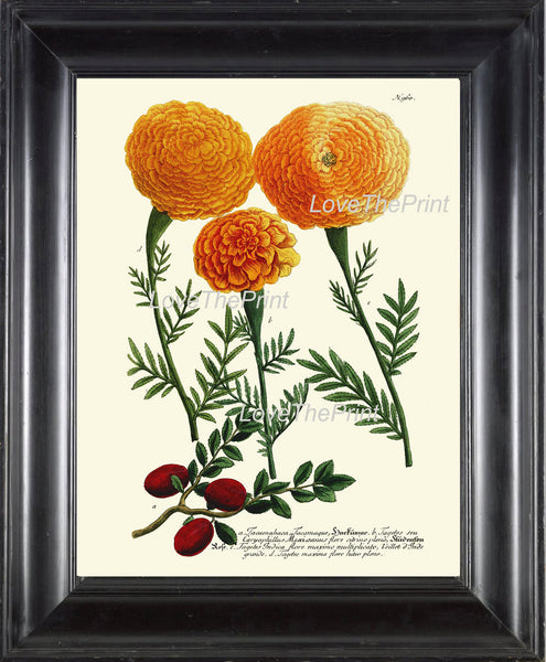 BOTANICAL PRINT  Art Print W3 Beautiful Antique Tagetes Marigolds Spring Summer Garden Plant Chart Nature to Frame Living Dining Room