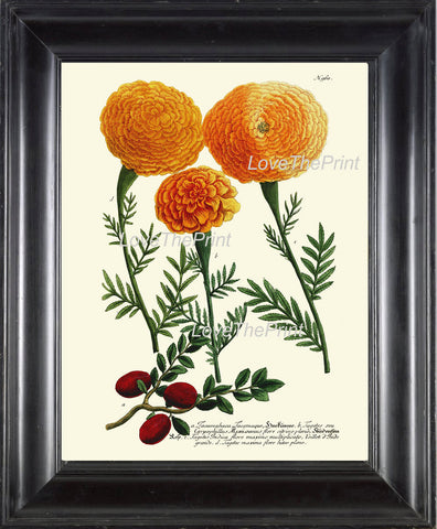 BOTANICAL PRINT  Art Print W3 Beautiful Antique Tagetes Marigolds Spring Summer Garden Plant Chart Nature to Frame Living Dining Room