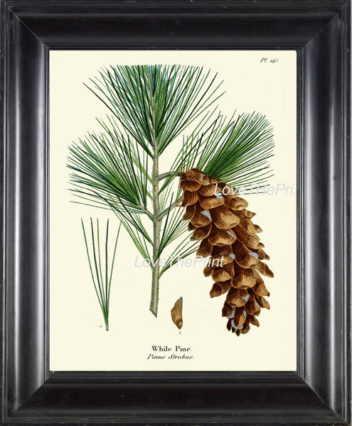 BOTANICAL PRINT Redoute  Art Print 331 Beautiful While Pine Pinecone Tree Branch Fall Winter Christmas Forest Nature Home Wall Decor