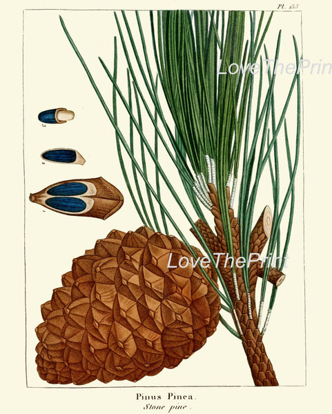 BOTANICAL PRINT Redoute  Art Print 328 Beautiful Stone Pine Pinecone Tree Branch Fall Winter Christmas Forest Nature Home Wall Decor