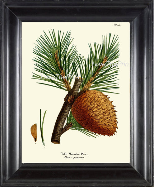 BOTANICAL PRINT Redoute  Art Print 326 Beautiful Large Mountain Pine Pinecone Tree Branch Fall Winter Christmas Nature Decor to Frame