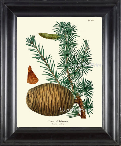 BOTANICAL PRINT Redoute  Art Print 332 Beautiful Cedar of Lebanon Pine Pinecone Tree Branch Fall Winter Christmas Nature Home Wall Decor