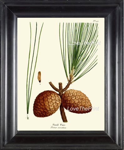 BOTANICAL PRINT Redoute  Art Print 330 Beautiful Pond Pine Pinecone Tree Branch Fall Winter Christmas Nature Home Wall Decor to Frame