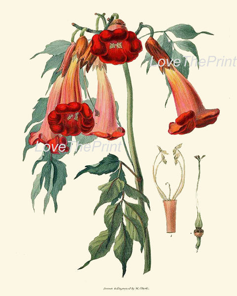 BOTANICAL PRINT Clarke  Botanical Art Print 20 Beautiful Trumpet Flower Tropical Garden Antique Summer Island Home Wall Decor to Frame