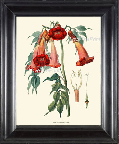 BOTANICAL PRINT Clarke  Botanical Art Print 20 Beautiful Trumpet Flower Tropical Garden Antique Summer Island Home Wall Decor to Frame