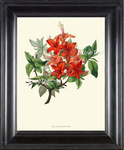 BOTANICAL PRINT Clarke  Botanical Art Print 29 Azalea Beautiful Pink Red Antique Flower Garden Spring Summer Home Wall Decor to Frame