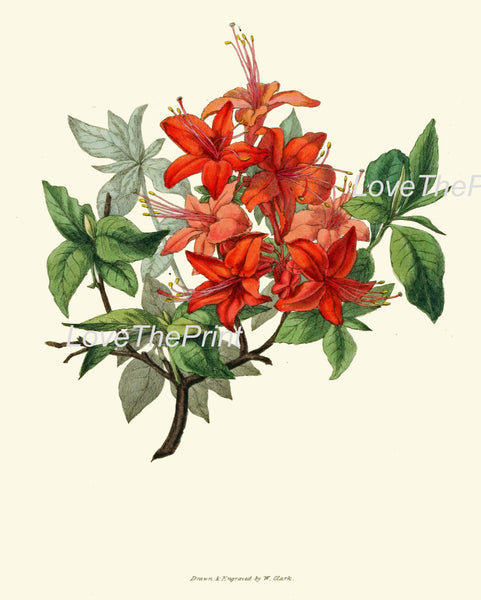BOTANICAL PRINT Clarke  Botanical Art Print 29 Azalea Beautiful Pink Red Antique Flower Garden Spring Summer Home Wall Decor to Frame