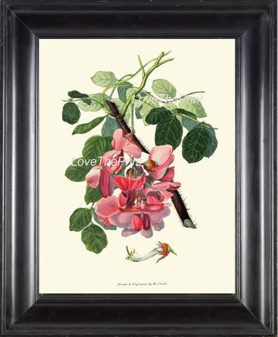 BOTANICAL PRINT Clarke  Botanical Art Print 33 Beautiful Pink Rose Acacia Antique Flower Garden  Spring Summer Home Wall Decor to Frame
