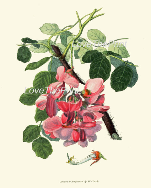 BOTANICAL PRINT Clarke  Botanical Art Print 33 Beautiful Pink Rose Acacia Antique Flower Garden  Spring Summer Home Wall Decor to Frame