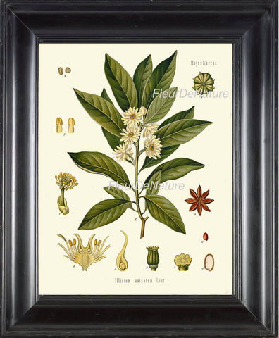 Japanese Star Anese Botanical Art Print 14 Kohler Herb 8x10 Beautiful Antique White Flowers Spice Cooking Kitchen Dining Room Wall Chart