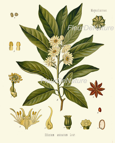 Japanese Star Anese Botanical Art Print 14 Kohler Herb 8x10 Beautiful Antique White Flowers Spice Cooking Kitchen Dining Room Wall Chart