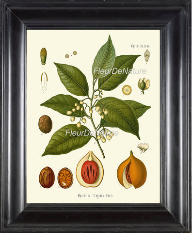 BOTANICAL PRINT Kohler Herb 8x10 Botanical Art Print 17 Beautiful Nutmeg Tree Spice Cooking Chef Kitchen Baking Room Wall Decor to Frame