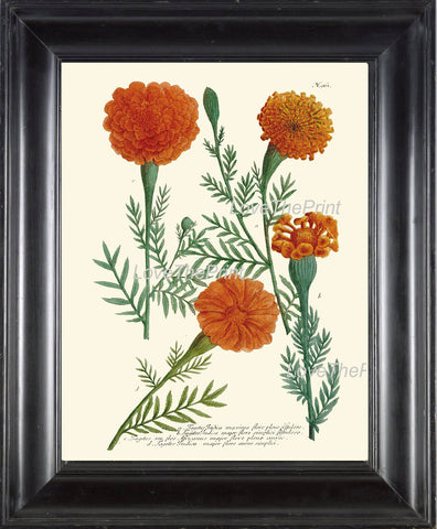 BOTANICAL PRINT  Art Print W1 Beautiful Antique Marigolds Orange Garden Nature to Frame Interior Design Home Decor Room Wall Decoration