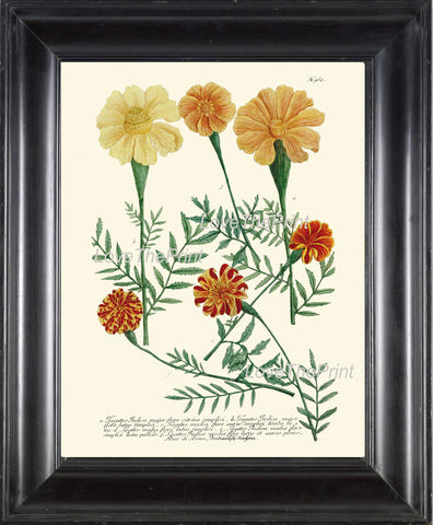 BOTANICAL PRINT  Art Print W2 Beautiful Antique Marigolds Orange Flowers Illustration Plate to Frame Home Room Wall Hanging Picture
