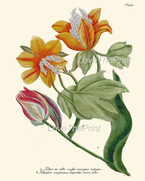 BOTANICAL PRINT  Art Print W5 Beautiful Antique Tulip Flowers Red Pink Yellow Illustration Plate to Frame Home Room Wall Hanging Picture