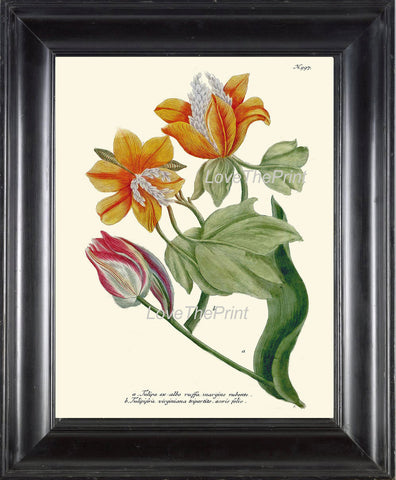 BOTANICAL PRINT  Art Print W5 Beautiful Antique Tulip Flowers Red Pink Yellow Illustration Plate to Frame Home Room Wall Hanging Picture