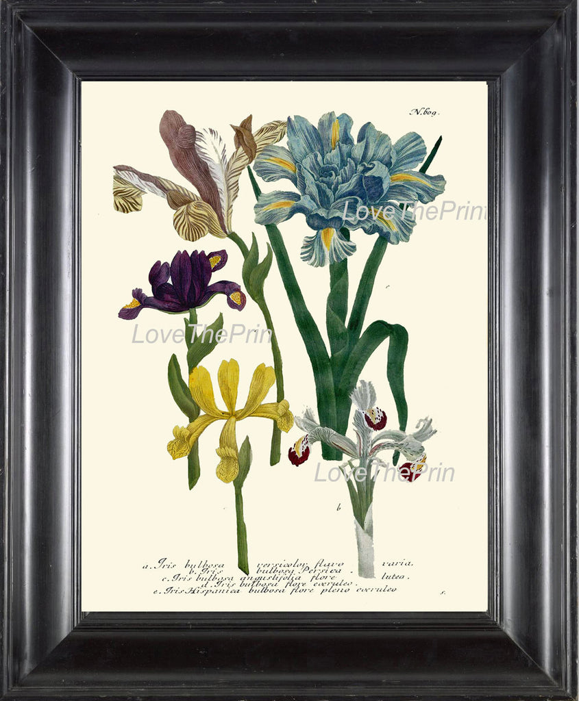 BOTANICAL PRINT  Art Print W6 Beautiful Antique Iris Flowers Blue Yellow Purple White Spring Summer Garden Plants to Frame Home Decor