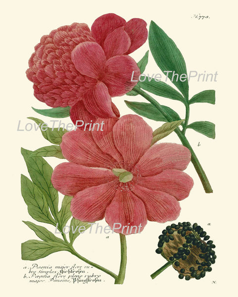BOTANICAL PRINT  Art Print W40 Beautiful Peony Red Pink Large Antique Flowers Spring Summer Garden Nature Plants to Frame Home Decor