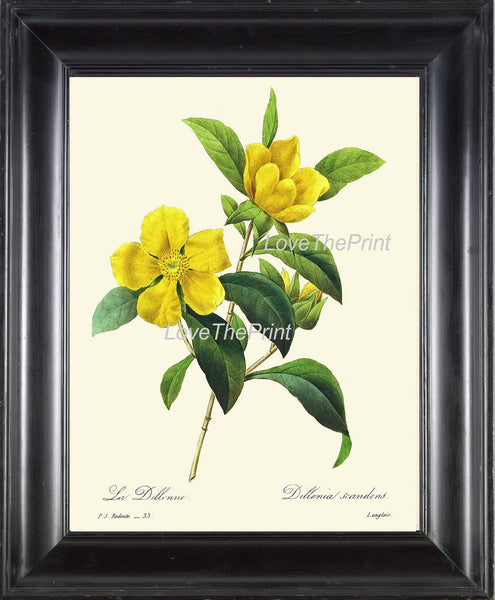BOTANICAL PRINT Redoute Flower  Botanical Art Print 42 Beautiful Yellow Dillenia Tropical Rose Antique Nature to Frame Interior Design