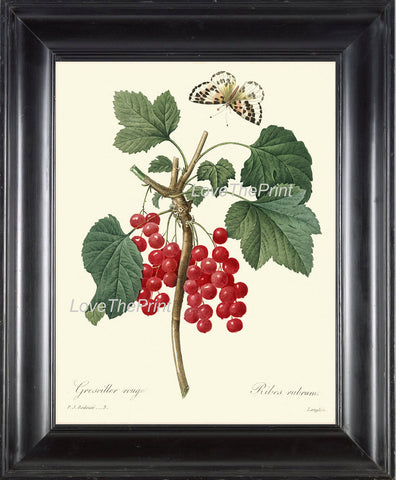BOTANICAL PRINT Redoute Flower  Botanical Art Print 3 Beautiful Red Currants French Antique Berry Berries Fruit Butterfly Country Nature