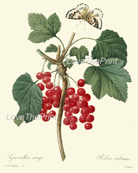BOTANICAL PRINT Redoute Flower  Botanical Art Print 3 Beautiful Red Currants French Antique Berry Berries Fruit Butterfly Country Nature