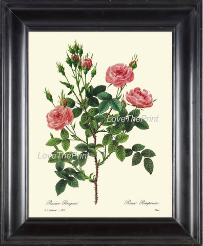 BOTANICAL PRINT Redoute Flower  Art 24 Beautiful Pompon Rose Pink Blooming Shabby Chic French Country Antique Picture Illustration Decor