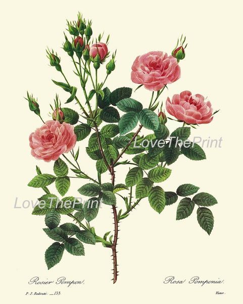 BOTANICAL PRINT Redoute Flower  Art 24 Beautiful Pompon Rose Pink Blooming Shabby Chic French Country Antique Picture Illustration Decor