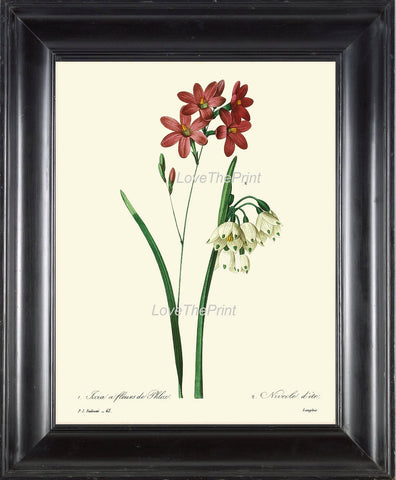 BOTANICAL PRINT Redoute Flower  Art 38 Beautiful Ixia Red White Antique Country Garden Nature Illustration Plate to Frame Home Decor